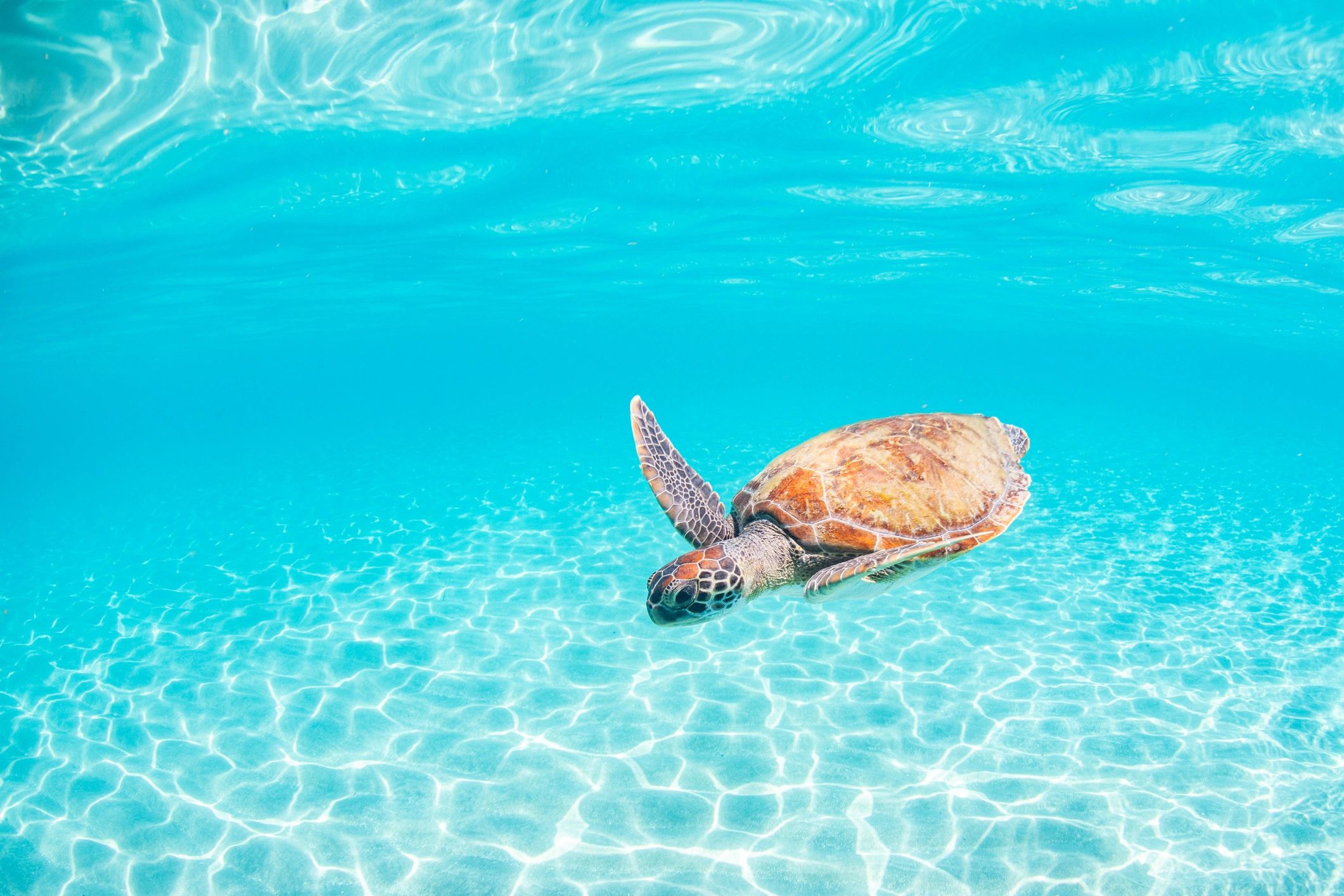 Green sea turtle swimming above a sandy tropical seabed