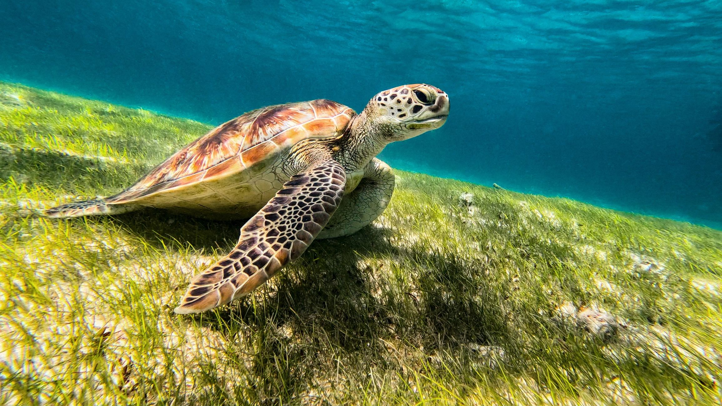 Sea turtle resting underwater with its face visible for identification
