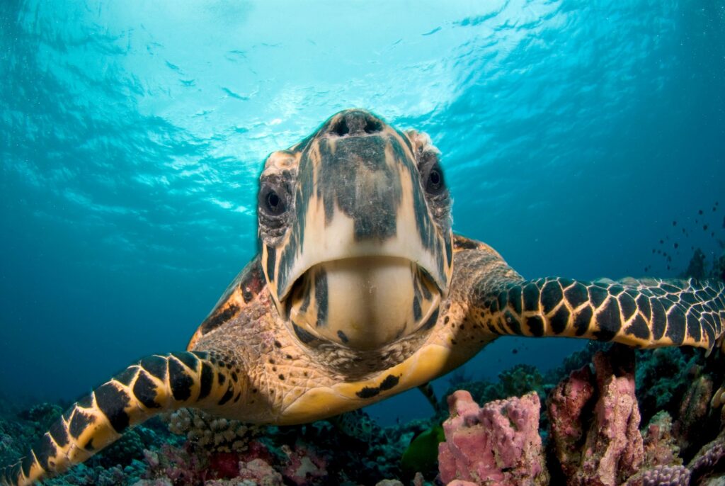 hawksbill close-up